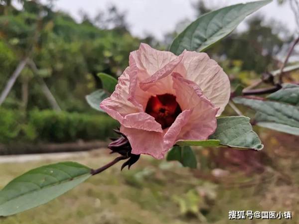 国医小镇中草药科普 植物界的 红宝石 洛神花 闻其味