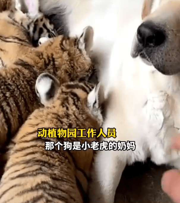 据报道,工作人员称母老虎拒绝喂养幼崽没有其他选择