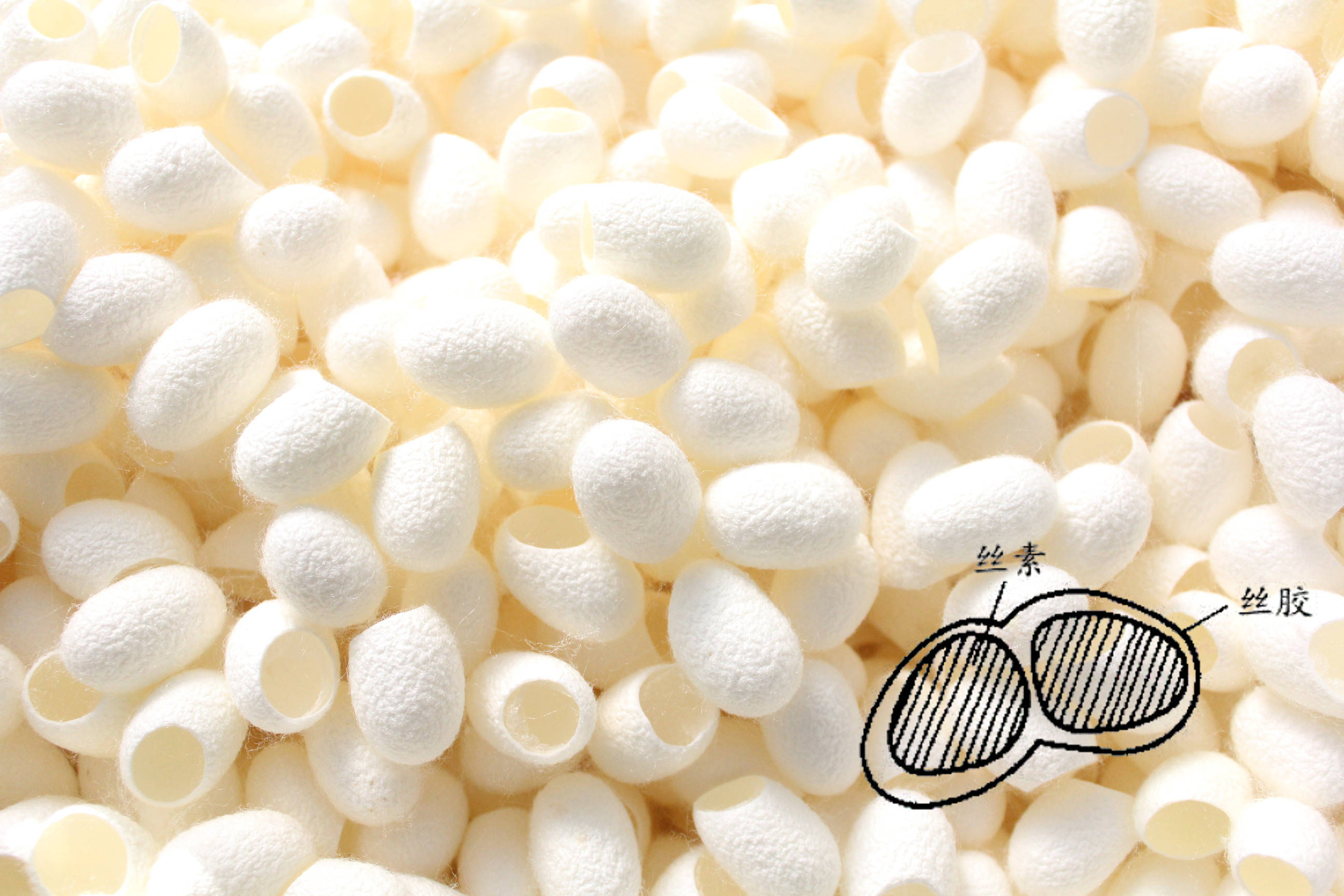 水解蚕丝的护肤功效