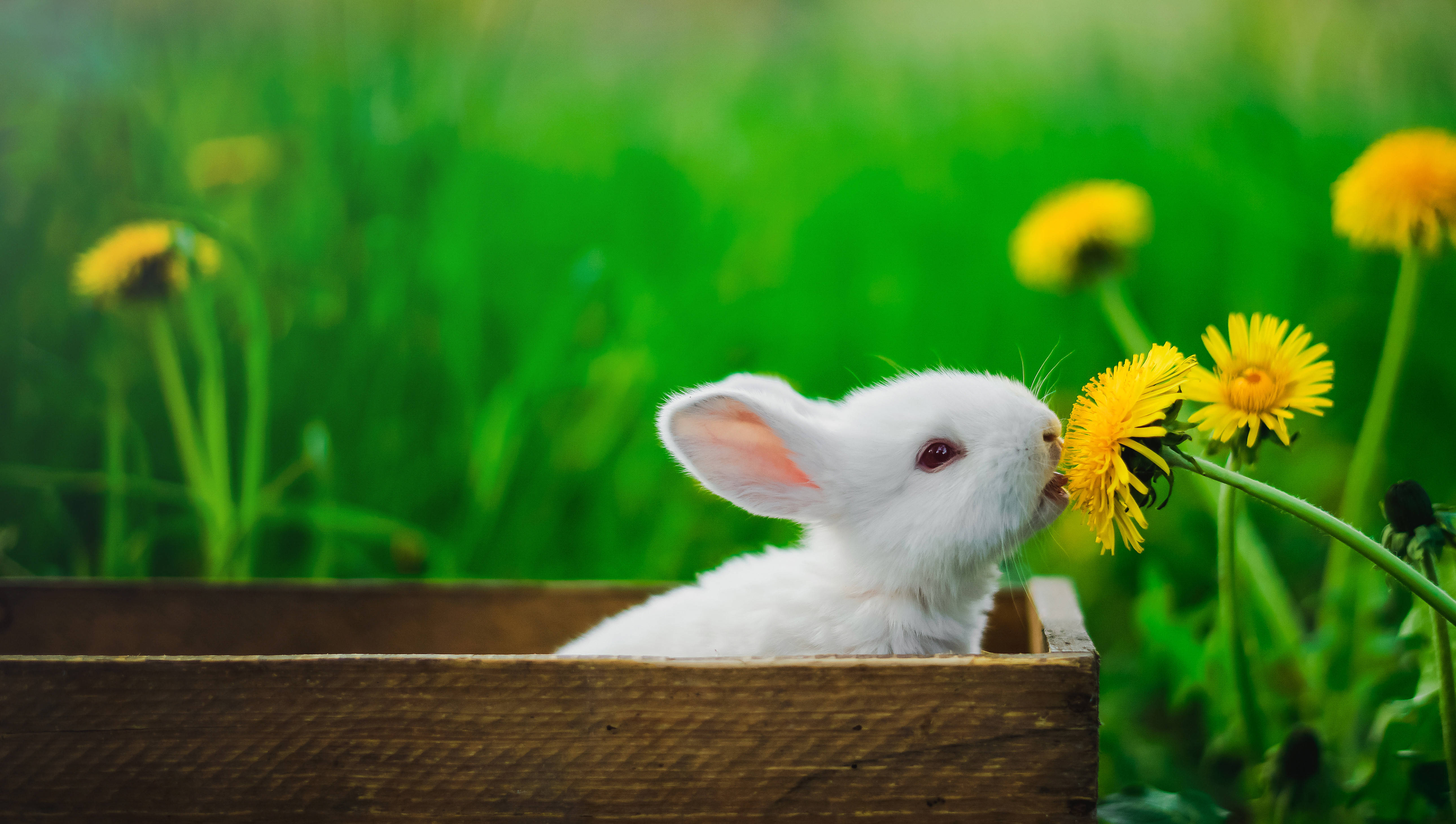 原创月宫中住的为什么是玉兔温婉如玉的兔子原来有吉祥长寿的寓意