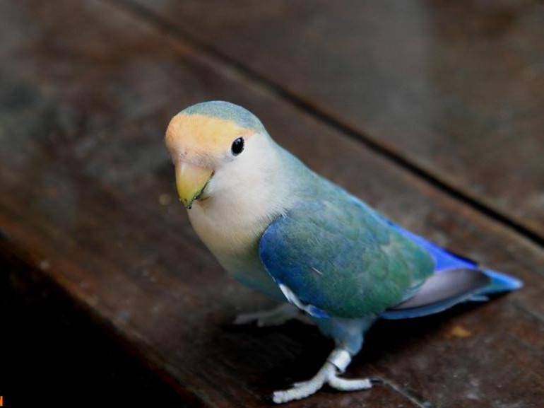 两个月的鹦鹉吃什么怎么喂养才能帮助小鹦鹉健康成长