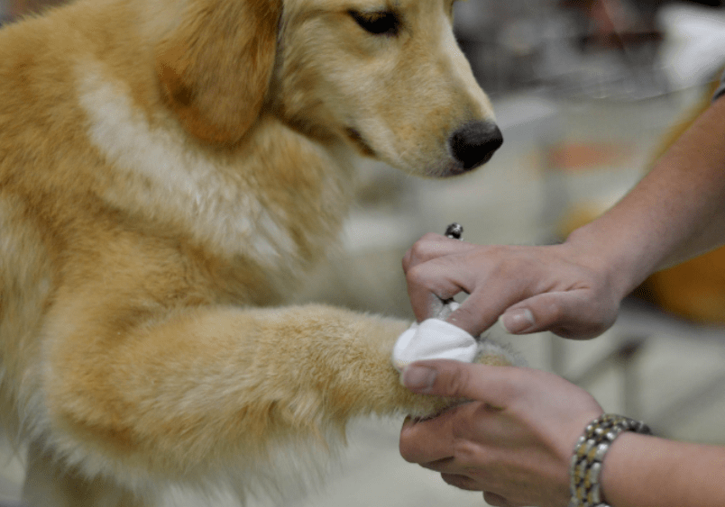 狗突然瘸了一条后腿 宠物狗后腿突然瘸了怎么回事