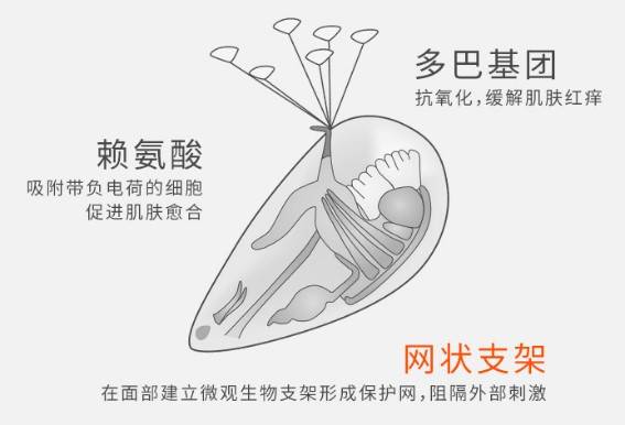 知识科普|安肌士贻贝粘蛋白美丽奥秘，开启生物护肤新时代