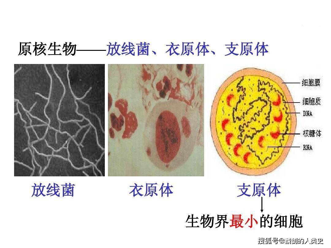 地球生物全系列 从单细胞到人类 细菌界 衣原体门 检测