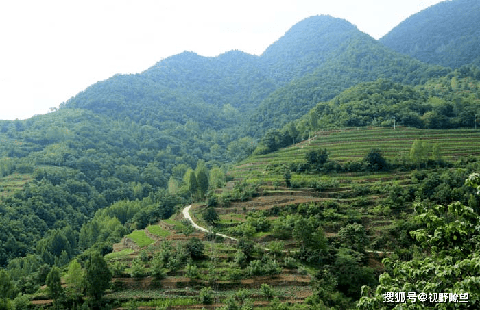 汝阳县十八盘乡刘沟村：种养产业旺 乡村振兴路亮堂