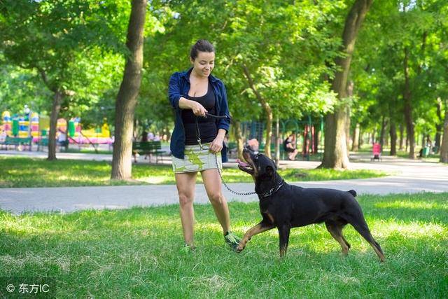 因为|饲养罗威纳犬的人极少，原来是这五个原因！