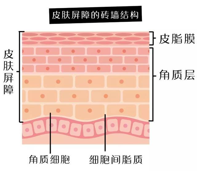 能力|为什么明明补水了，皮肤还是干？