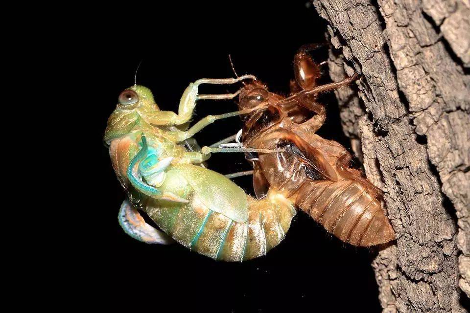 地下蛰伏5年知了能吃吗吃了对身体有何危害为了健康别再吃错