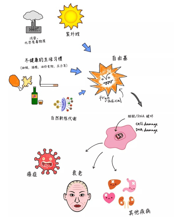 氧化|DNA每年损失6%，延缓衰老有其他路径吗？