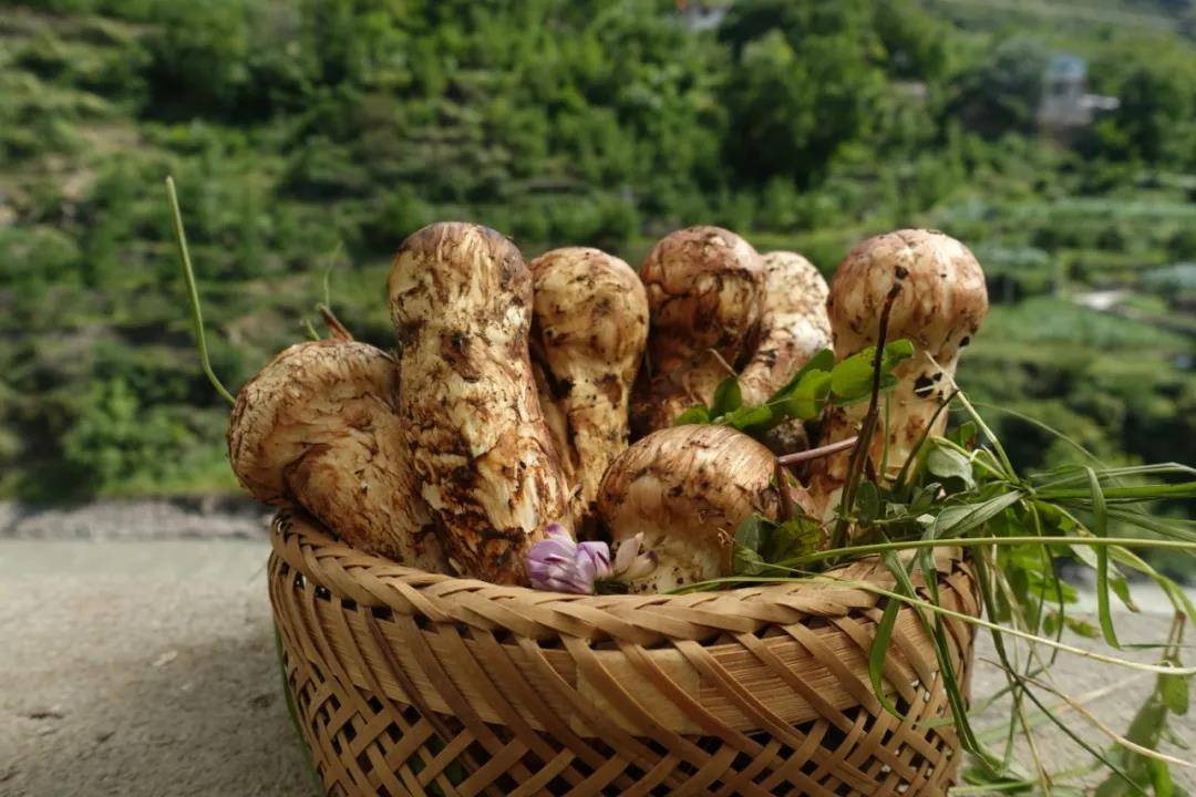 小金松茸,菌子界的"扛把子"!_馈赠