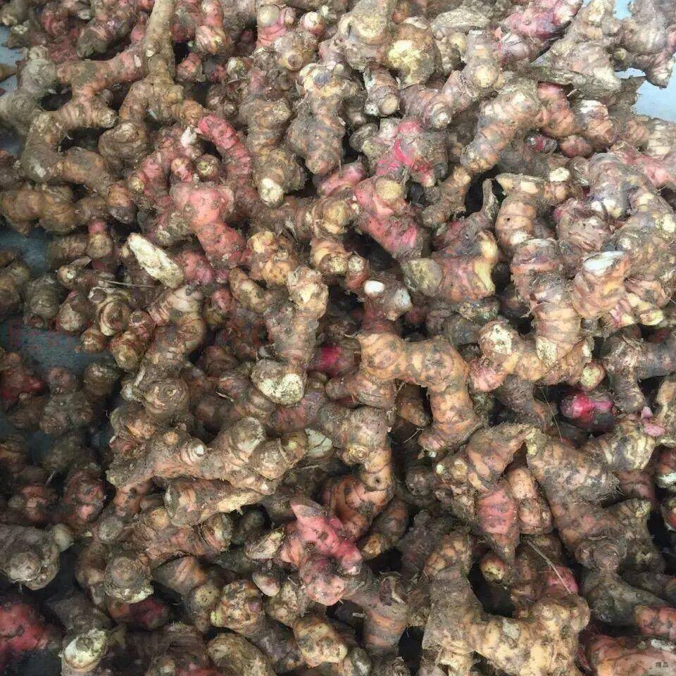 其果实与根茎可供药用,自中世纪以来,南姜就用作药