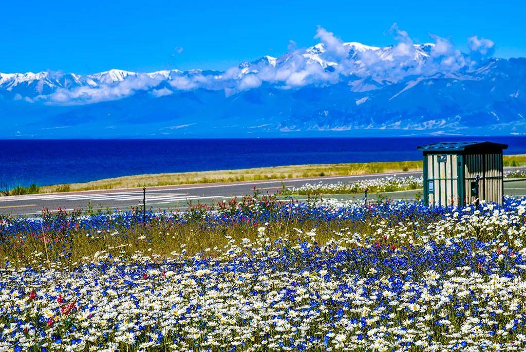 梦幻赛里木蓝,骑行蓝色湖畔,徜徉蓝色花海!