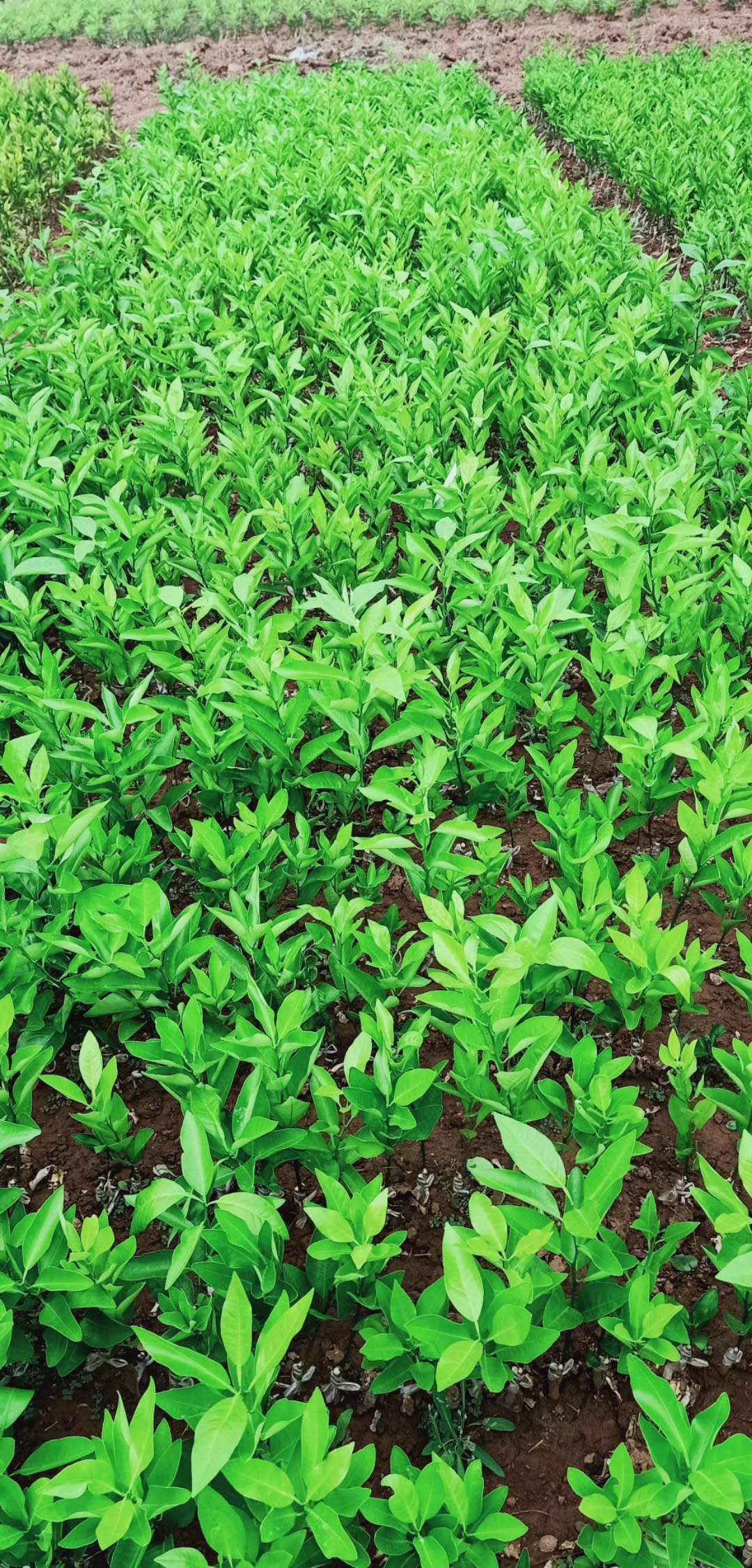 什么季节适合种植果苗树移栽果树要点新品种柑橘苗批发