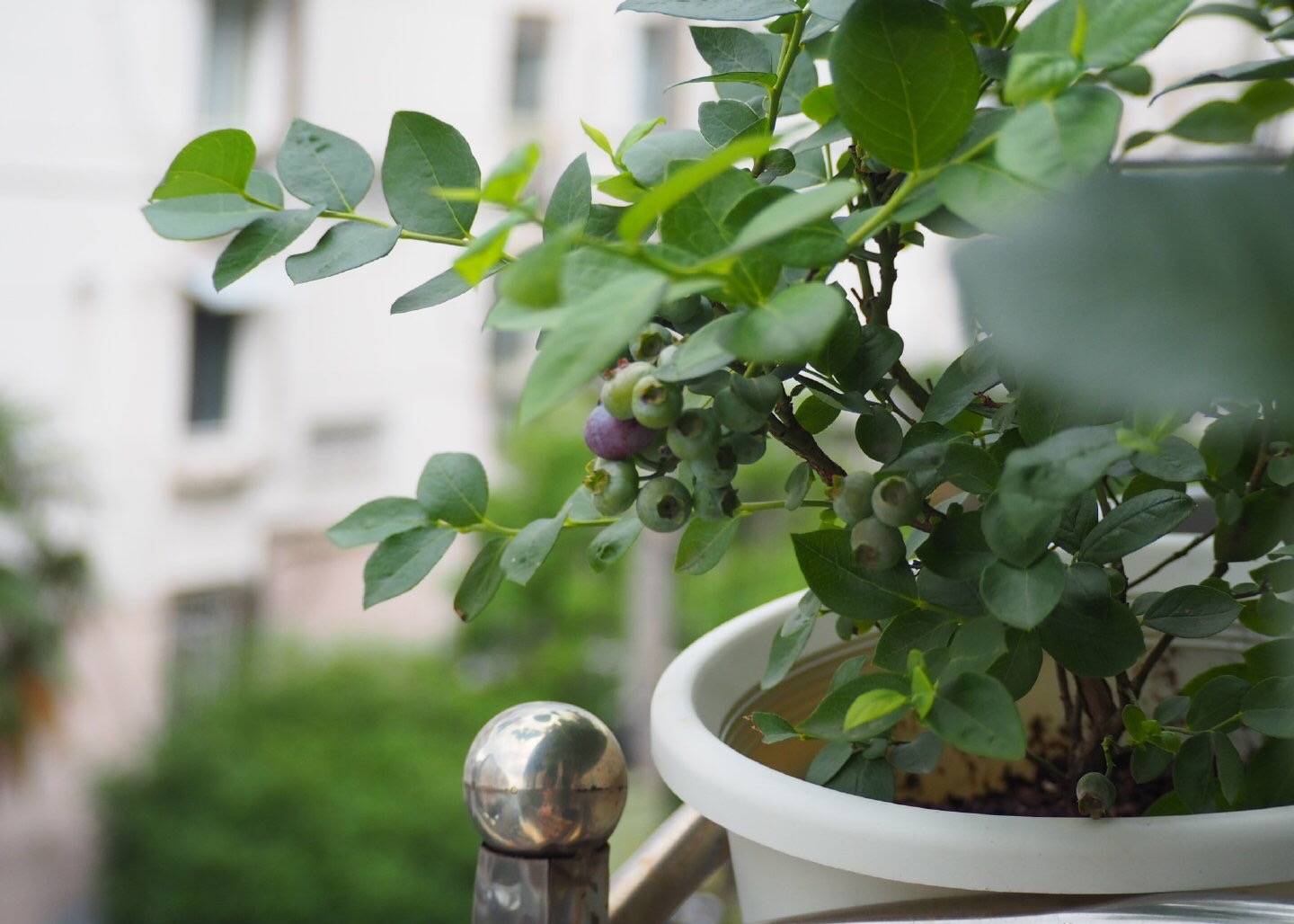 家庭蓝莓盆栽种植方法(家庭蓝莓盆栽种植方法视频)