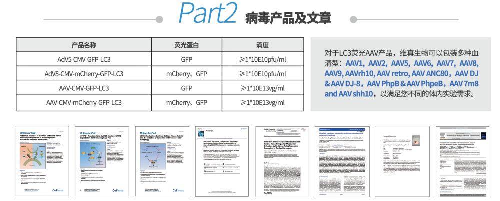 Atg|关于『细胞自噬』，看这一篇就够了！