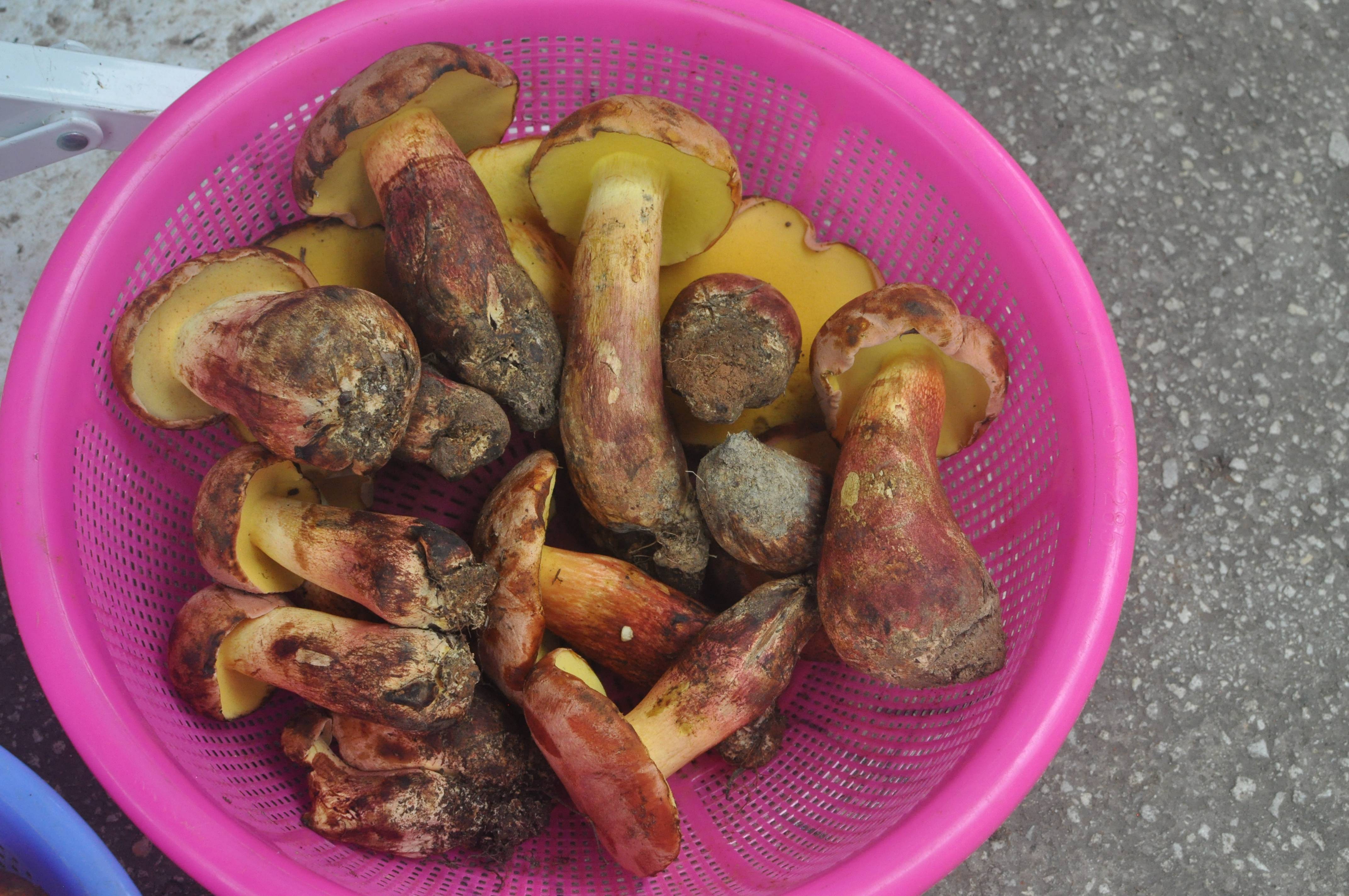 到云南实现野生菌自由其实吃菌子也没那么容易中毒