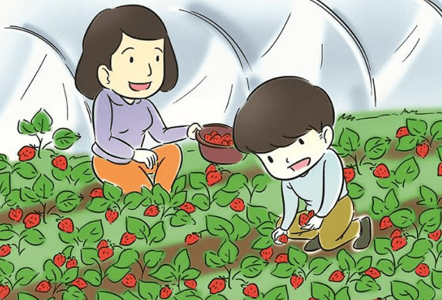 我听园主介绍过,草莓园一直采用的是生物农药和物理防控方法,草莓病虫