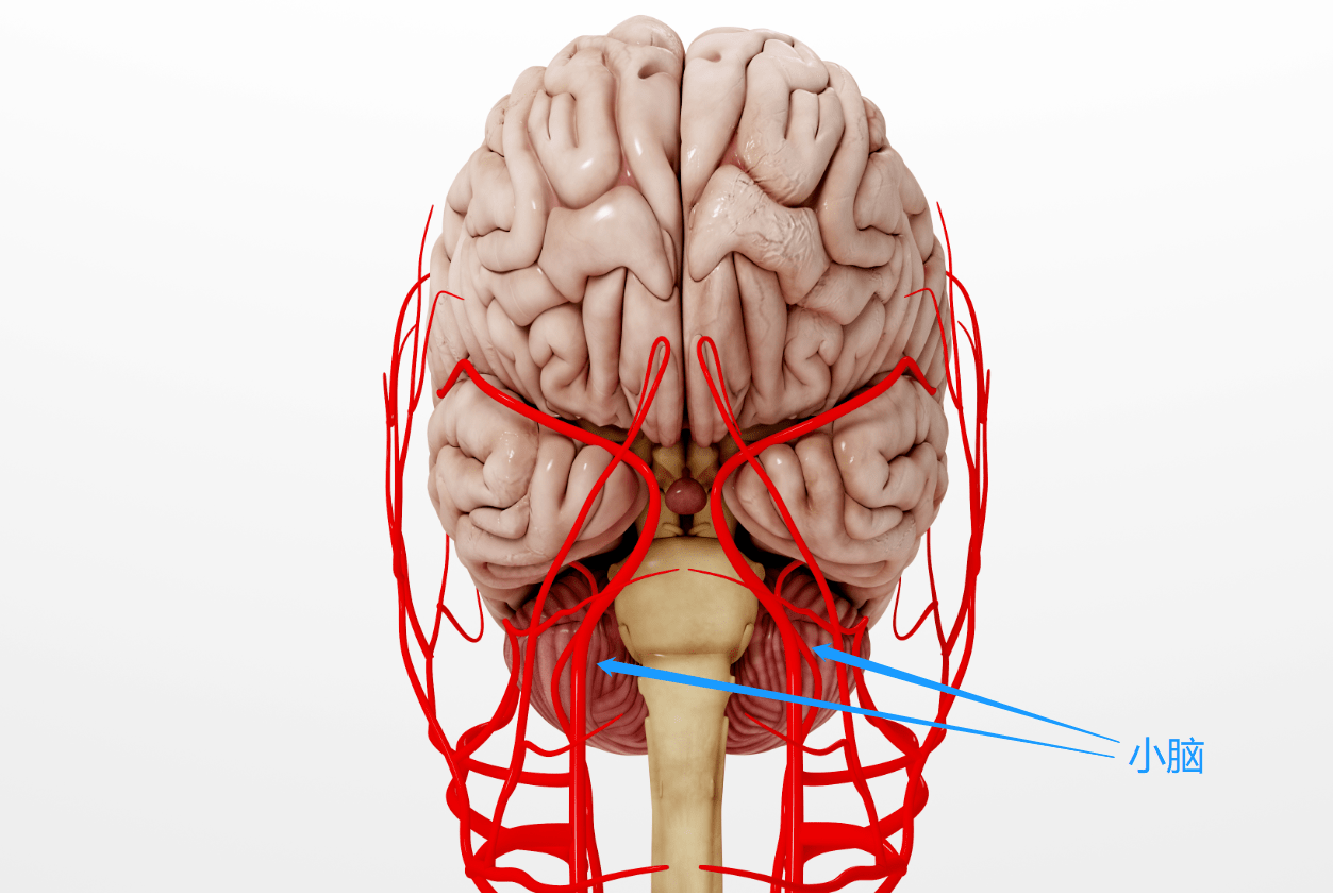干细胞修复机制:多向分化潜能干细胞能分化为神经元,激活内源性神经干