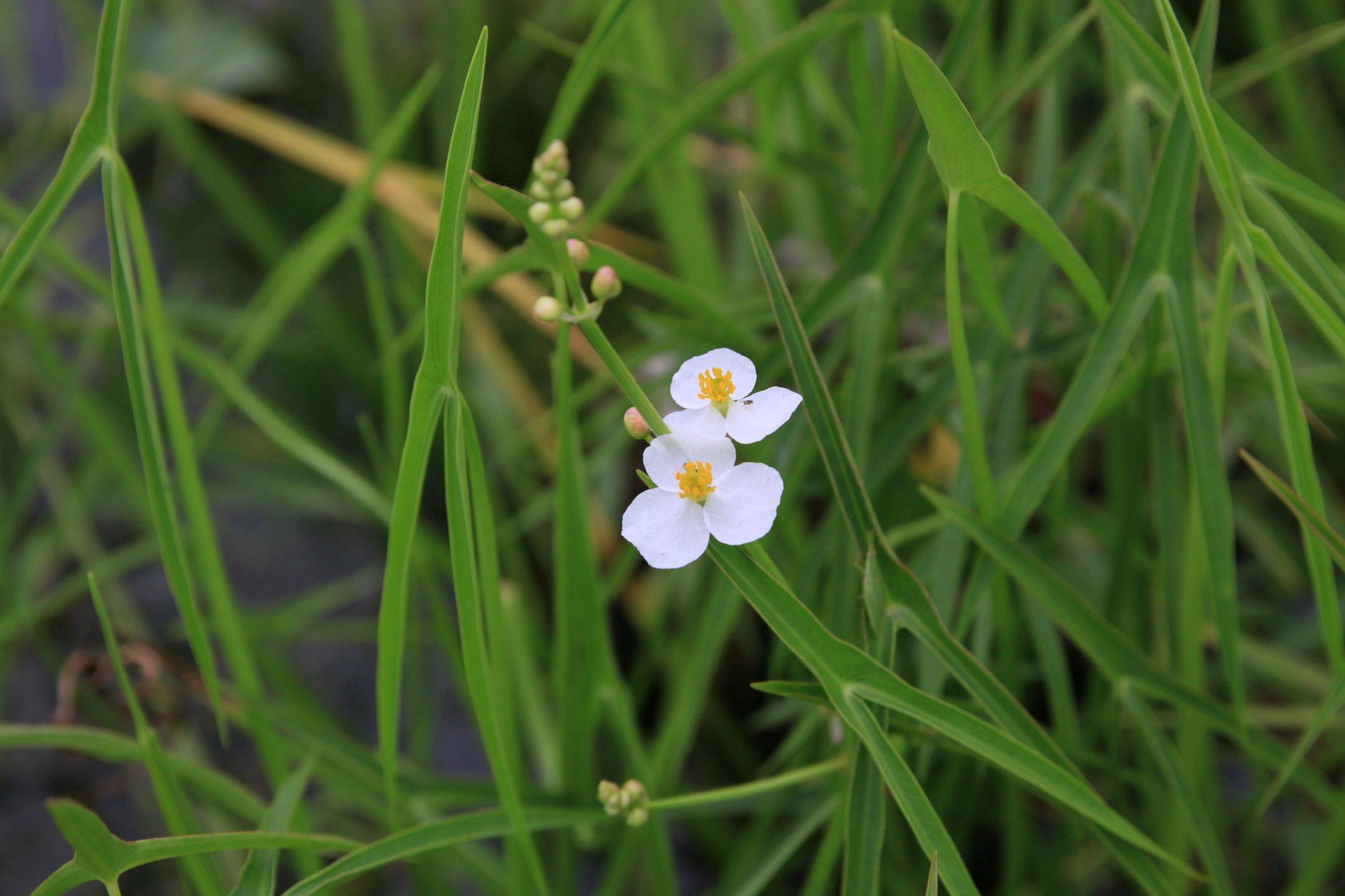 庆元植物1421-泽泻科-慈姑属-小慈姑(小叶慈姑)_生物