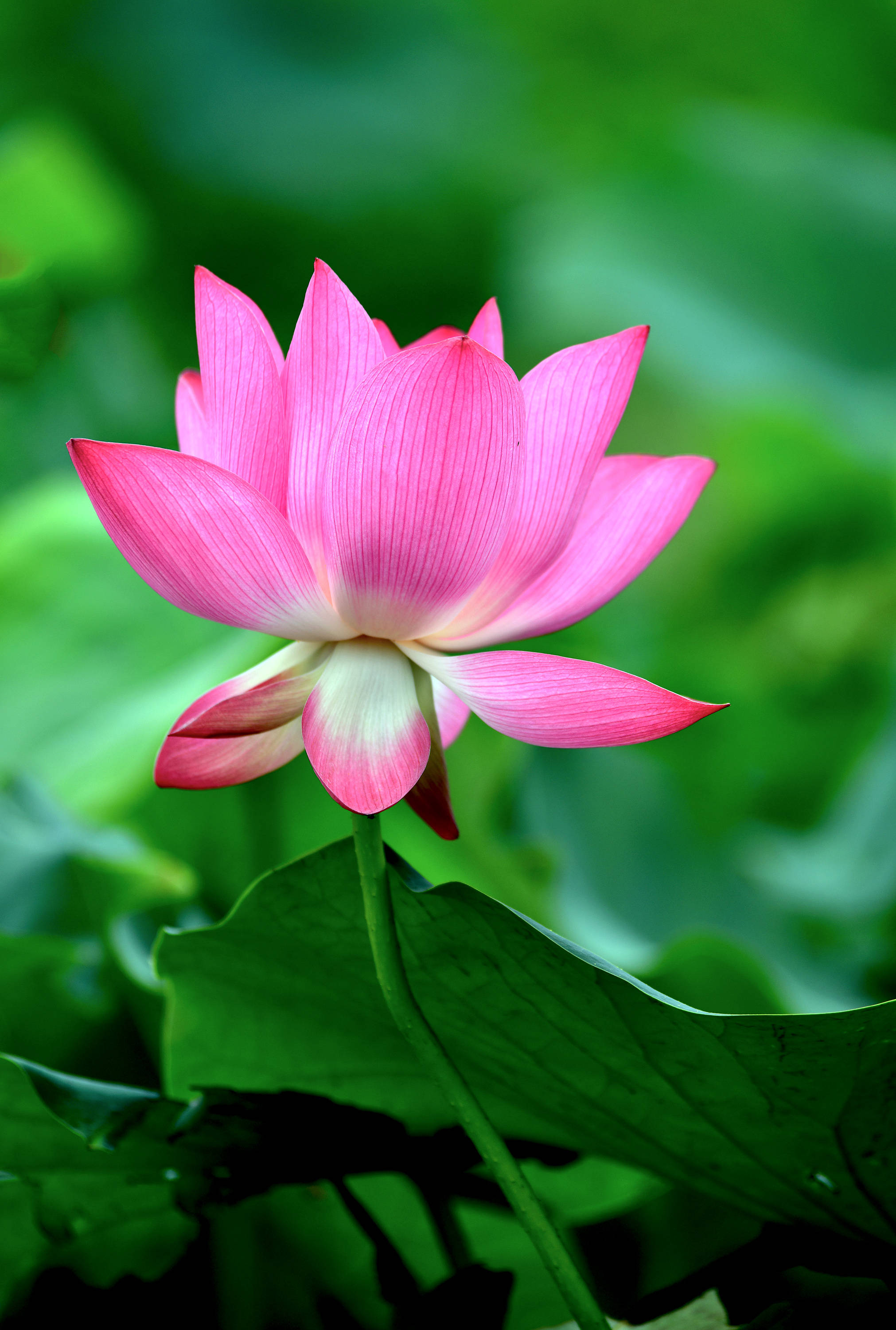 圆明园里观荷花(二)——狮子林荷塘