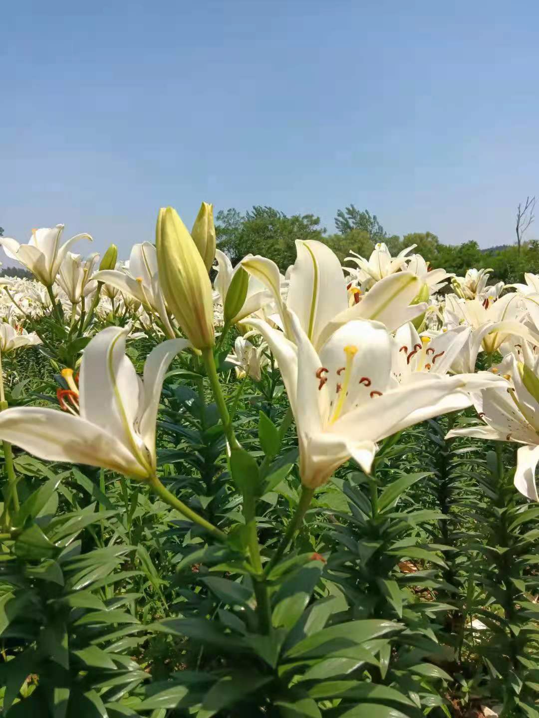 花木文化琐谈之71:"花中玉如意",百事好合花——从三则民间故事趣谈