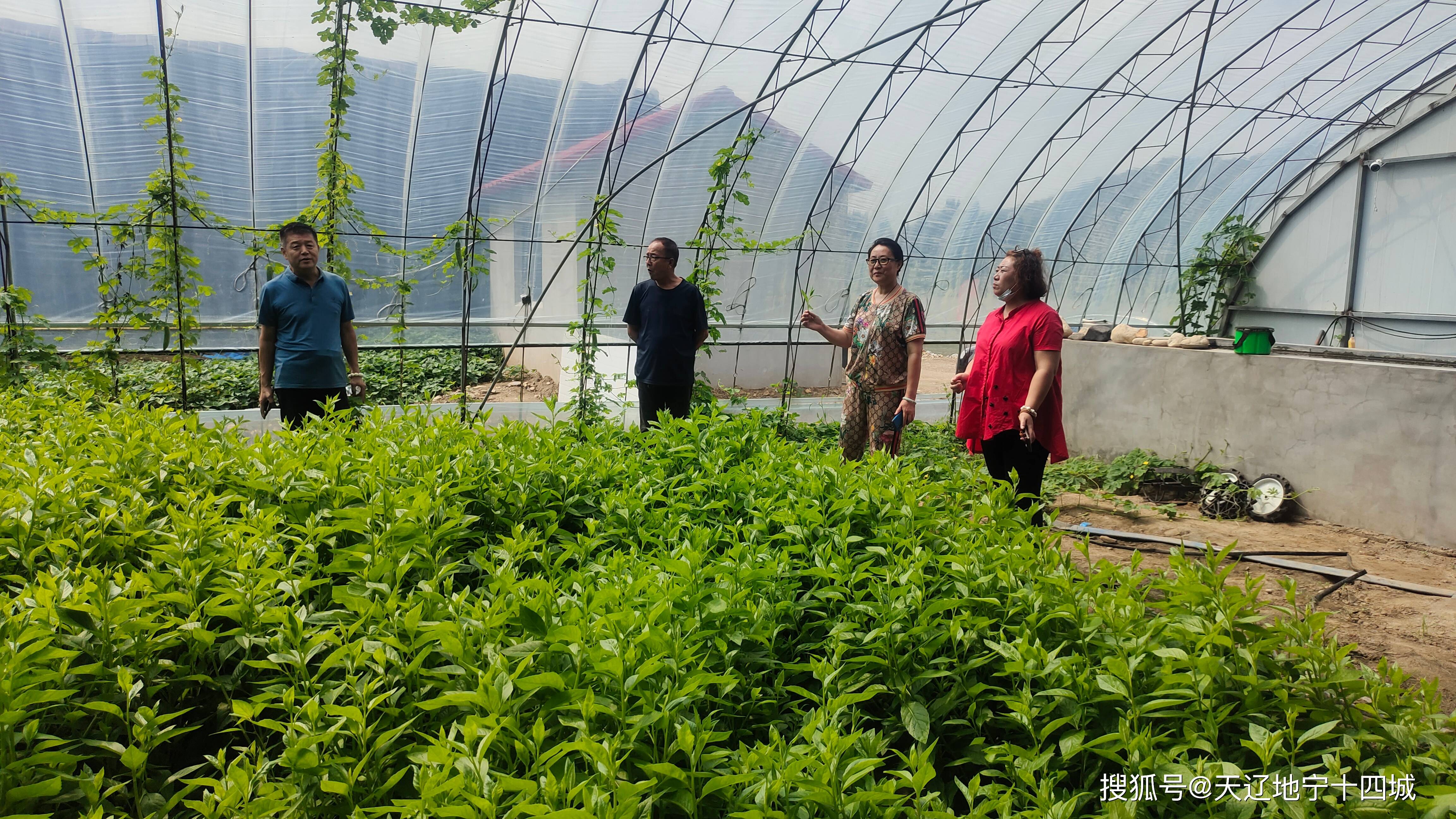 盖州市暖泉镇长寿草特色种植喜丰收基地发展有钱景