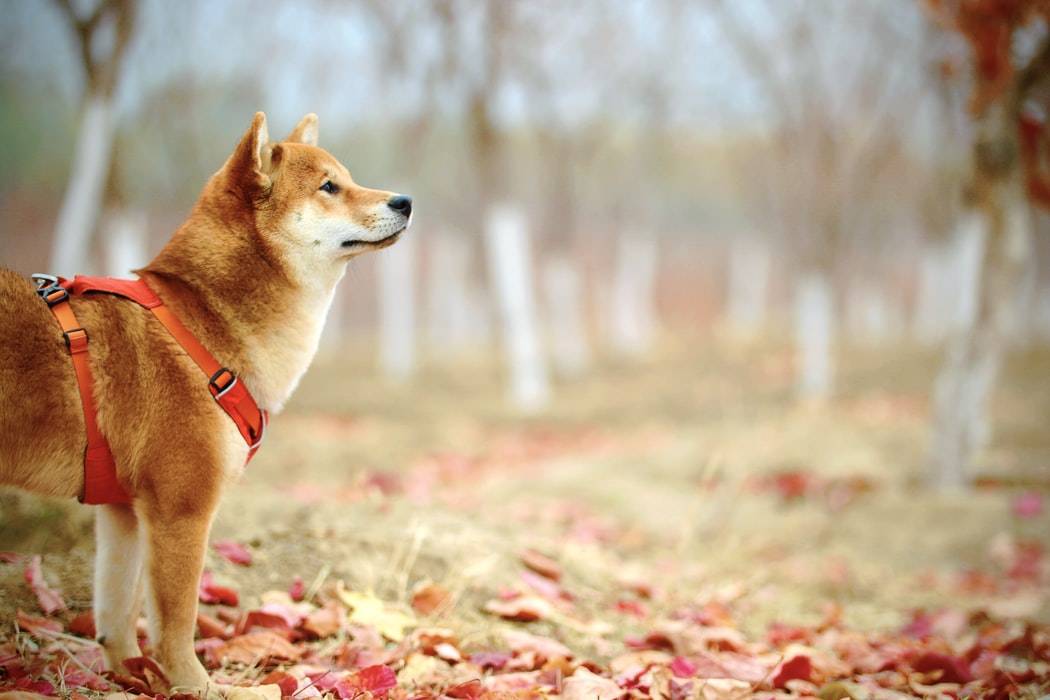 赞美犬的忠诚憨厚时 品茶人更应保持一颗善良正直的心 竹犬