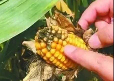 养殖业|霉菌毒素为什么是隐性杀手？看看它的这五大特点就知道