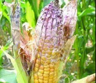 养殖业|霉菌毒素为什么是隐性杀手？看看它的这五大特点就知道