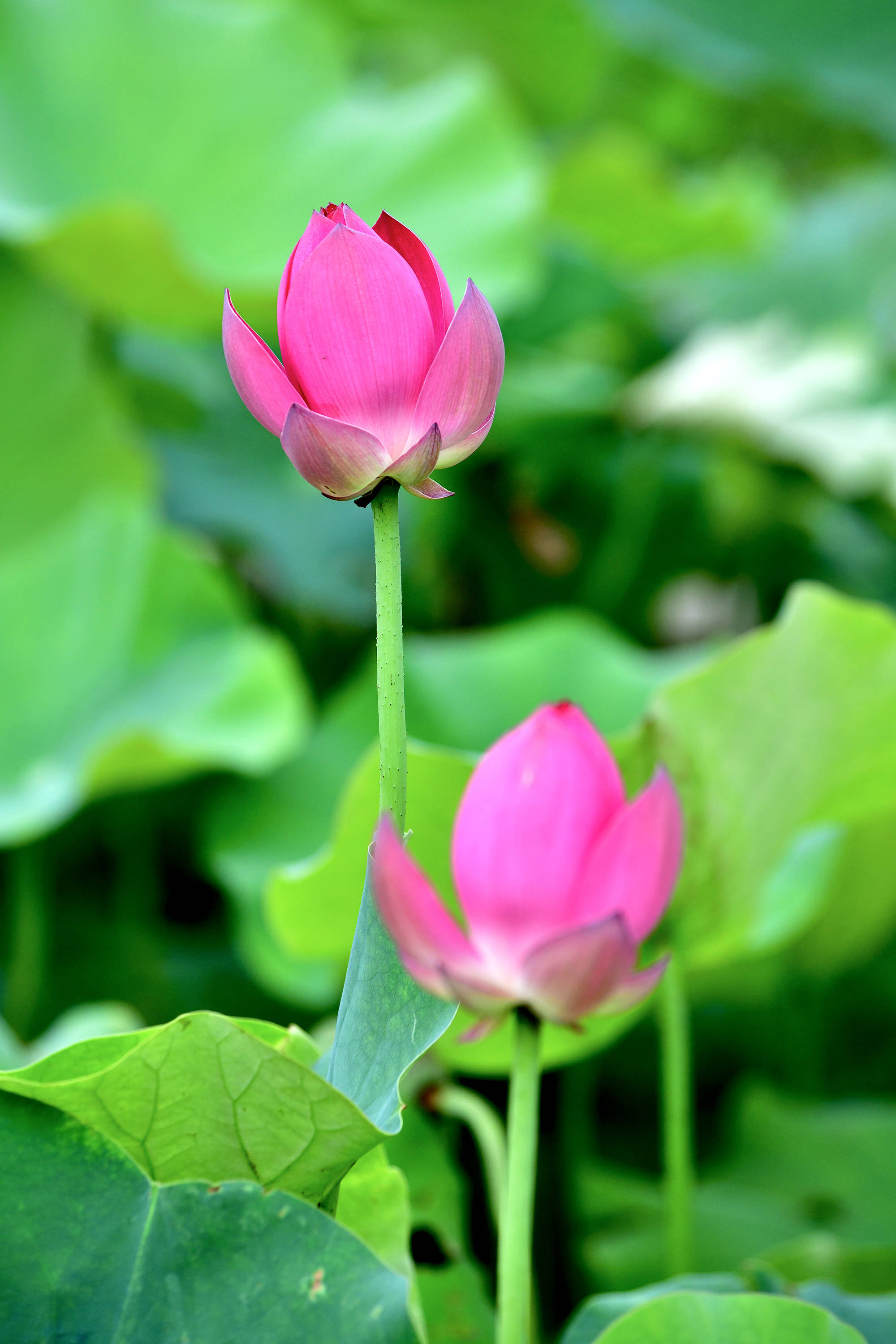 圆明园里观荷花九荷花品鉴下