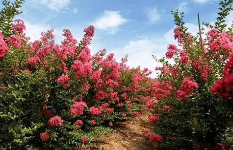 8月14日 8月17日 准备迎接大运的生肖 财运爆棚 钱多的花不完 财源广进