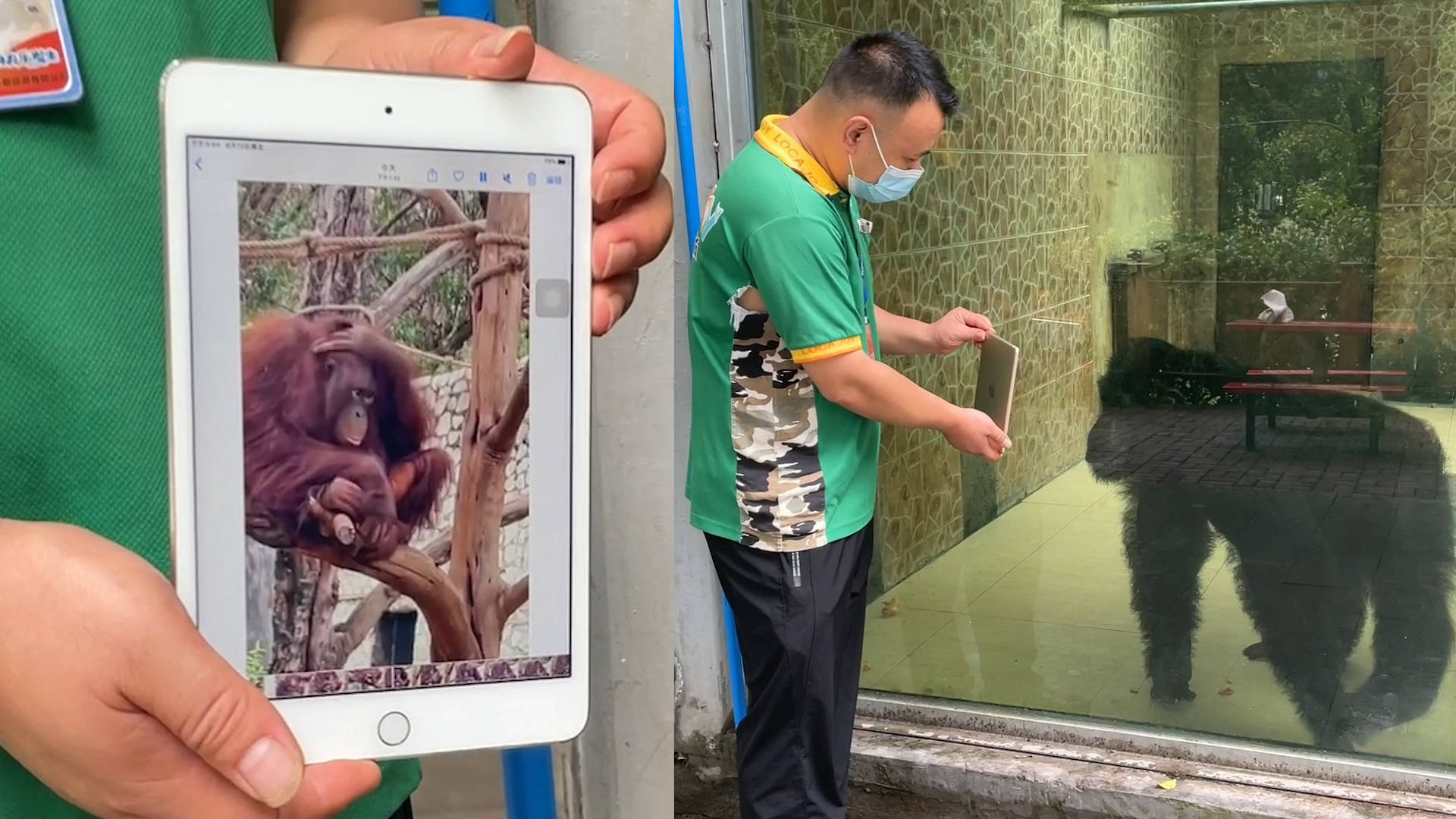 重庆大龄黑猩猩七夕全网征婚，饲养员：它都到了当爷爷的年纪，还没找到媳妇