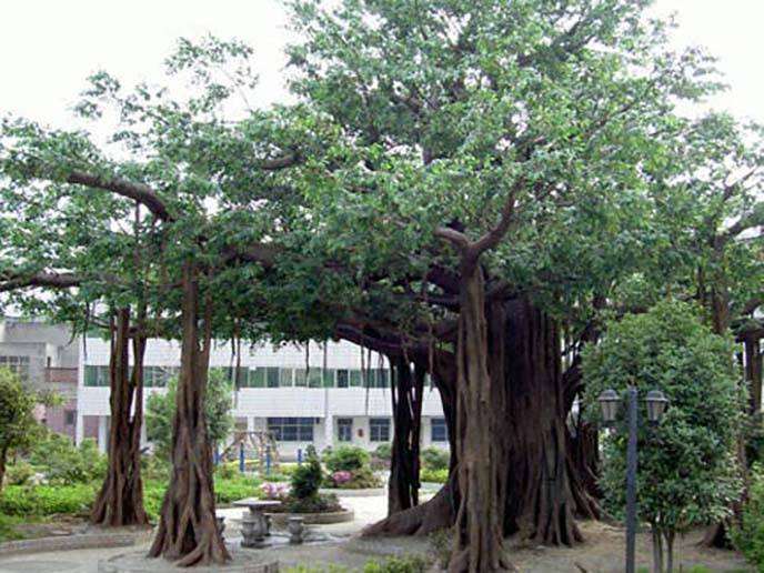 仿真榕树制作新高度,高端的仿真榕树制作技巧谈