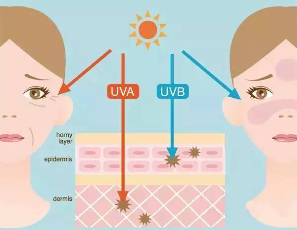 母细胞|水肌澳秋季美白：立秋后如何恢复白皙肌肤