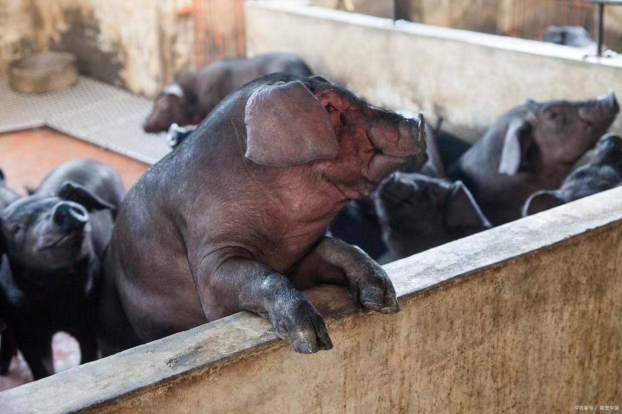 中国养殖伊比利亚黑猪图片