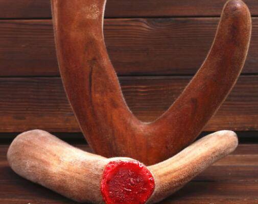 鹿茸血酒禁忌什么食物!