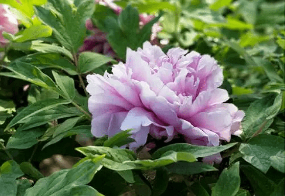 8月22日 4大生肖运势大爆发 财运旺到极致 事业高飞 钱财不断进入腰包 机会