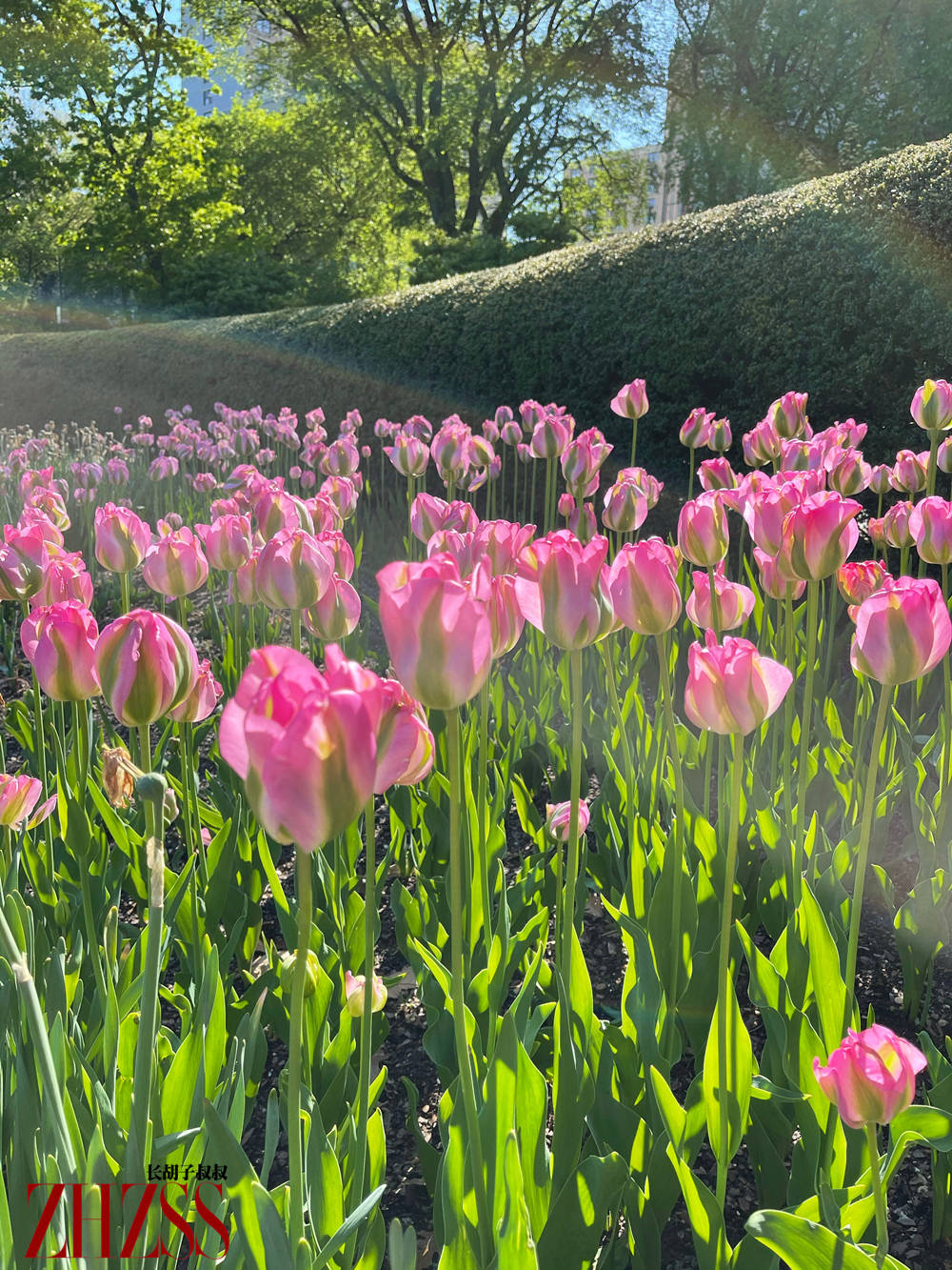 穿过|男士时尚丨夏季！英文字母黑色T恤！