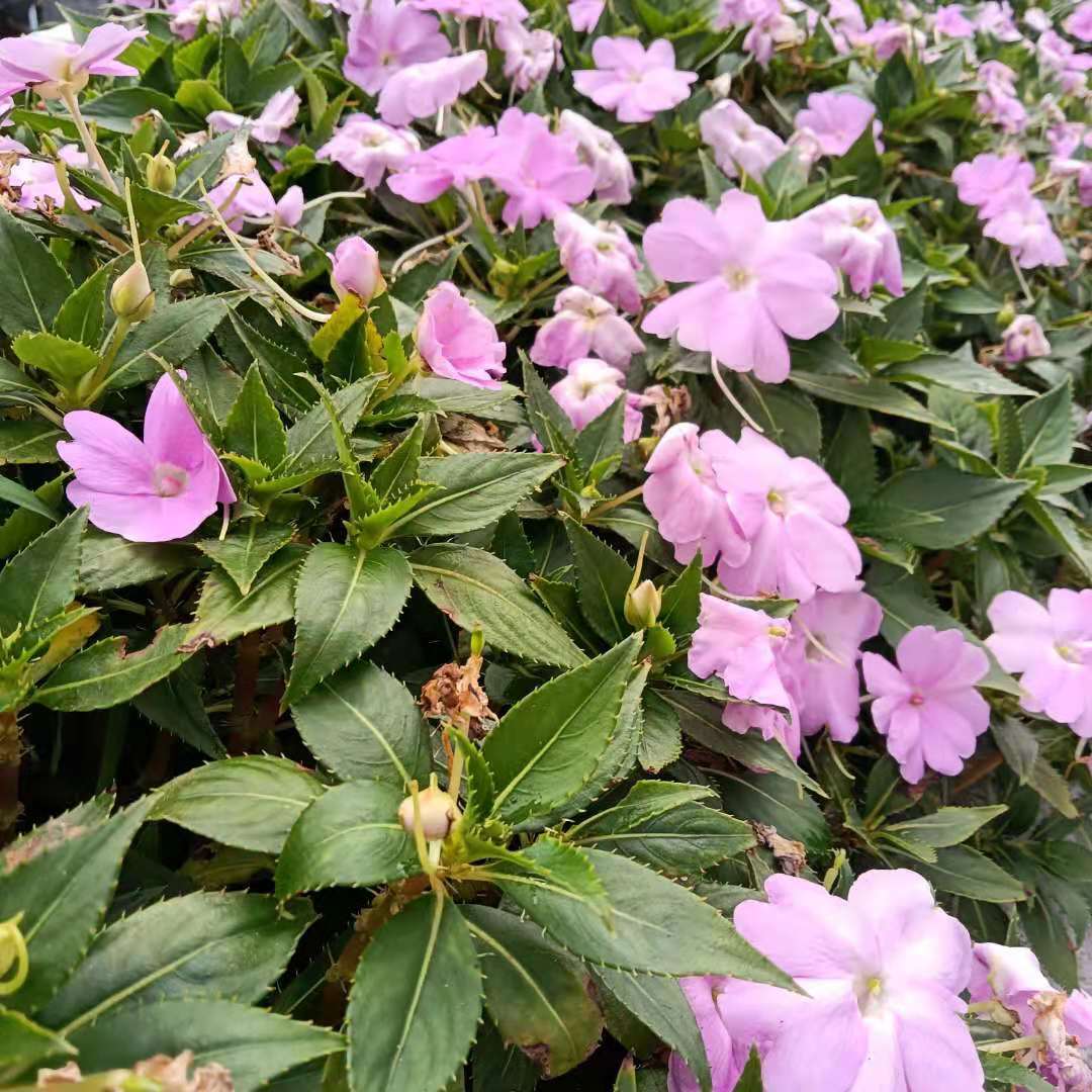 花木文化琐谈之86:关于七夕节的花——染指甲草