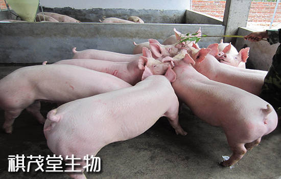 治疗|猪场遇到猪咳嗽泛滥的情况应该如何解决?预防和治疗猪气喘咳嗽用什么特效药?