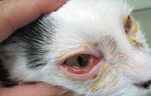 通常这种情况下,猫咪的眼部有红血丝,还会伴随着眼部分泌物过多的情况