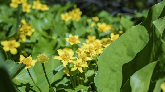 TCL家电增持奥马电器股份，并非整体上市而是巩固话语权-家电圈官网