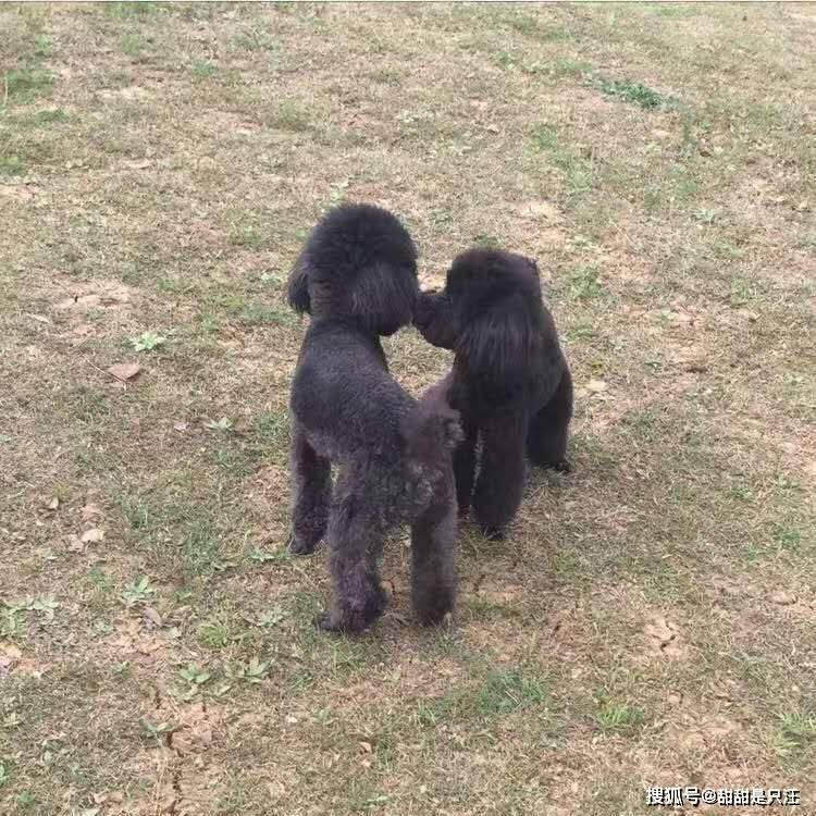 智商|什么狗适合新手养？第一次养狗选择泰迪还是金毛比较好？