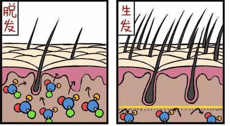 毛囊|肥胖真会引起脱发！Nature最新科研成果揭晓关键秘密……