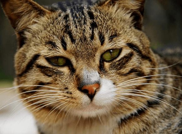 因为|狸花猫真的是没人要的土猫吗？