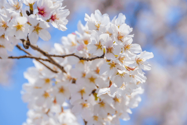 8月28日 运势非常好 鸿运当头 财运满满 财富自由 生活幸福的生肖 好运