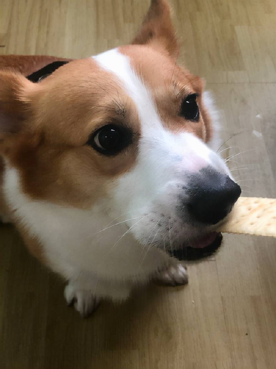 日常 美食不仅能治愈女孩的心情 还能让狗狗瞬间开心