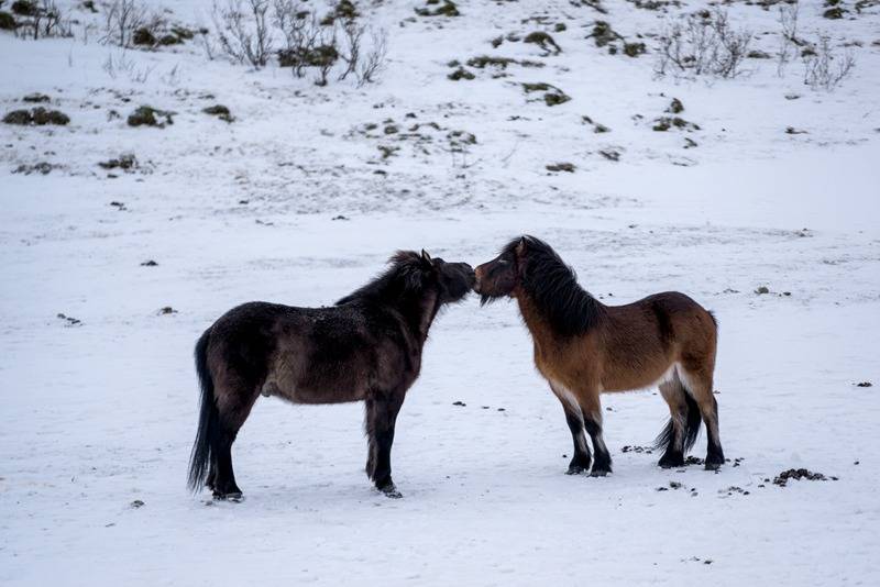原创动物间的爱情摄影师捕捉亲密瞬间