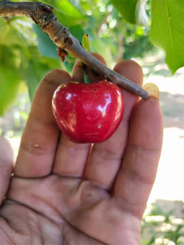 早熟樱桃品种那种最好齐早大樱桃苗成熟早挂果周期长甜度高