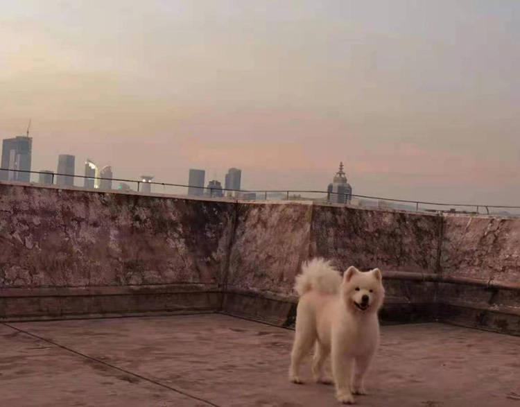 定制|深圳萨摩耶定点大小便训狗价格？趣多乐宠物定制55天狗狗训练方案